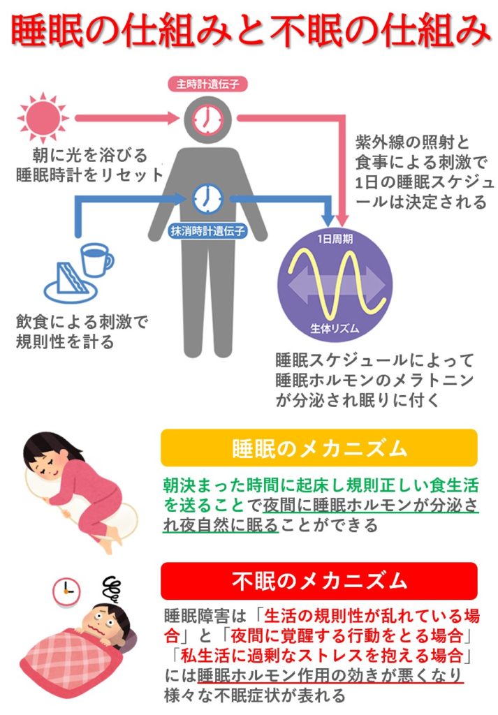 睡眠と不眠の仕組み